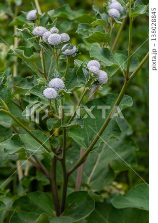 Arctium tomentosum, commonly known as the woolly burdock is a species of burdock belonging to the family Asteraceae Arctium tomentosum, commonly known as the woolly burdock is a species of burdock belonging to the family Asteraceae 138028845