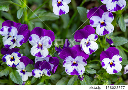 紫と白のコントラストが美しいビオラの花 紫と白のコントラストが美しいビオラの花 138028877