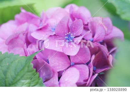 アップで撮ったピンクの紫陽花 アップで撮ったピンクの紫陽花 138028890