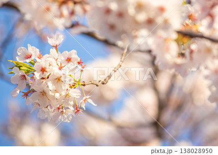 春を告げる満開の桜の花とやわらかな光 春を告げる満開の桜の花とやわらかな光 138028950