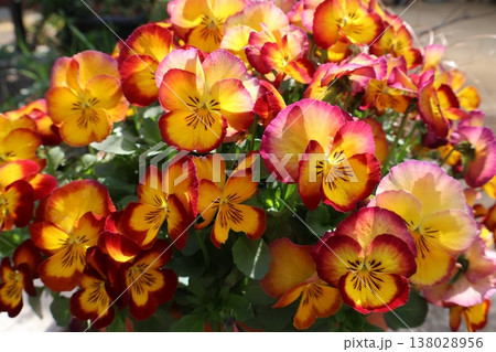 満開のビオラ 138028956