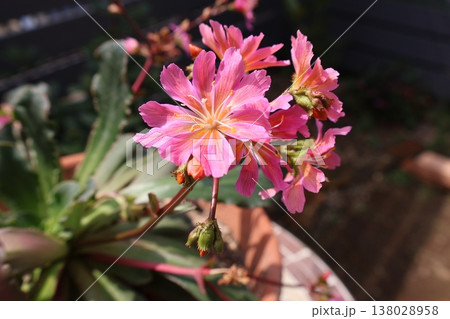 ピンク色のレウイシアの花 ピンク色のレウイシアの花 138028958