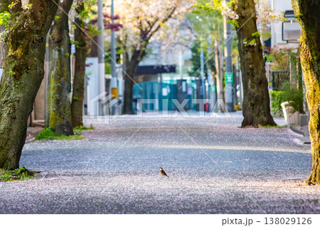 桜の花びらが舞う静かな春の街並みと小鳥 138029126