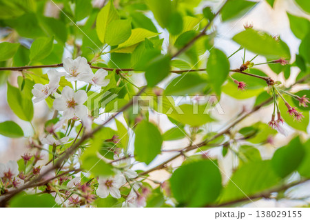 新緑と桜が混ざる春のやわらかな光 138029155