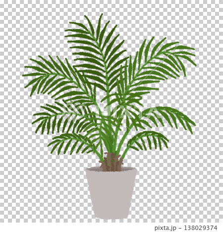 Illustration of Kentia palm Illustration of Kentia palm 138029374
