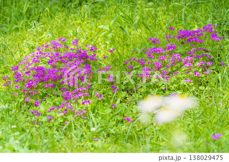 草原に咲く紫色の芝桜 138029475