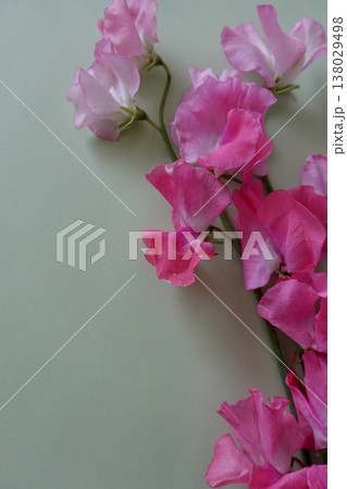 濃いピンク色のスイートピー 濃いピンク色のスイートピー 138029498