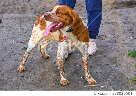 Cute red ginger spaniel near legs his owner 138029501
