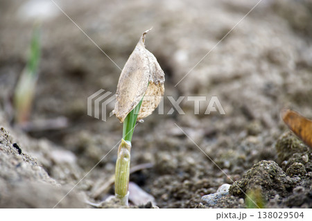 Young Sprout Emerging From Soil With Dried Husk Symbolizing Growth, Renewal And New Life Young Sprout Emerging From Soil With Dried Husk Symbolizing Growth, Renewal And New Life 138029504