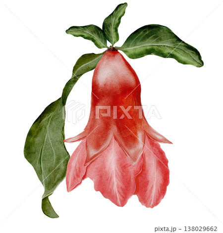 Watercolor pomegranate flower with green leaves. Realistic botanical illustration on a white background. Perfect for packaging design, organic cosmetics, invitations, and wellness branding. Handmade. Watercolor pomegranate flower with green leaves. Realistic botanical illustration on a white background. Perfect for packaging design, organic cosmetics, invitations, and wellness branding. Handmade. 138029662