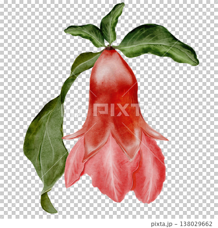 Watercolor pomegranate flower with green leaves. Realistic botanical illustration on a white background. Perfect for packaging design, organic cosmetics, invitations, and wellness branding. Handmade. Watercolor pomegranate flower with green leaves. Realistic botanical illustration on a white background. Perfect for packaging design, organic cosmetics, invitations, and wellness branding. Handmade. 138029662