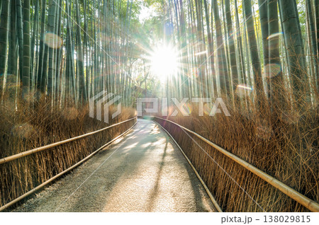 日本の心、京都の竹林が癒やされる、緑の景色が美しい 138029815