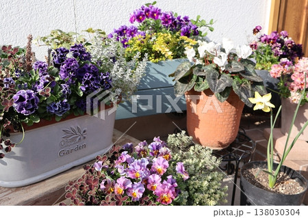 春の花の寄せ植え＆寄せ鉢 138030304