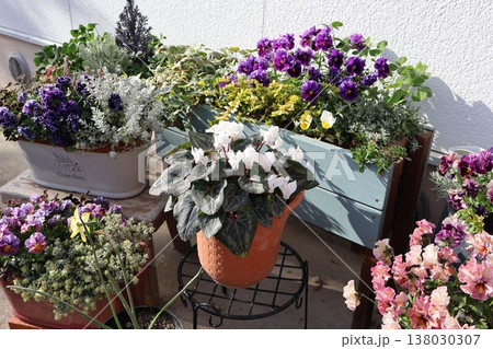 春の花の寄せ植え＆寄せ鉢 138030307