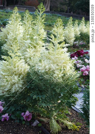 ハボタンの花 ハボタンの花 138030389