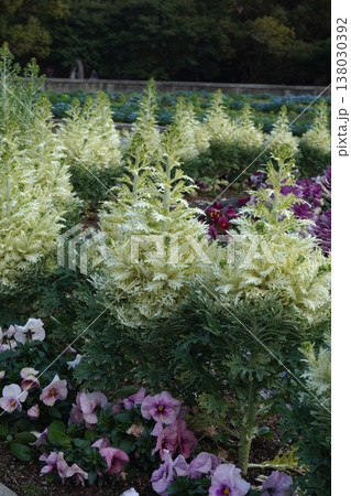 ハボタンの花 ハボタンの花 138030392
