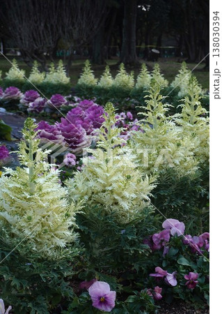 ハボタンの花 ハボタンの花 138030394