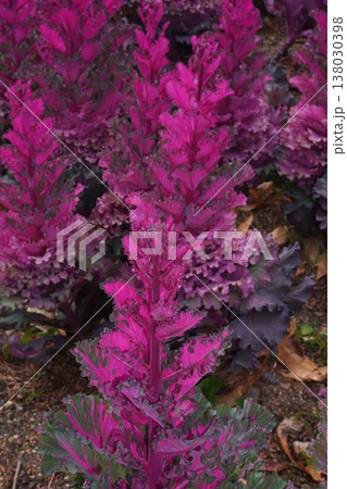 ハボタンの花 ハボタンの花 138030398