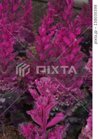 ハボタンの花 ハボタンの花 138030399