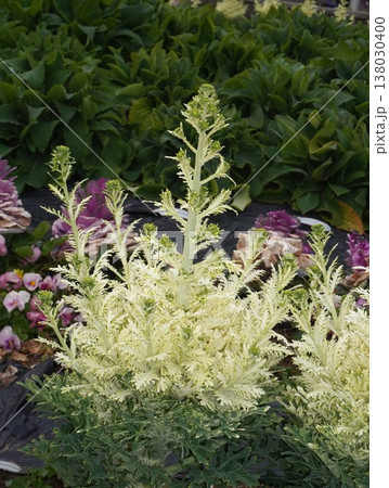 ハボタンの花 138030400