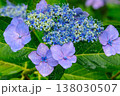 雨上がりの水滴が輝く紫色のガクアジサイと瑞々しい緑の葉2 138030507