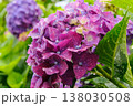 雨上がりのしずくが輝く鮮やかな赤紫色の紫陽花 クローズアップ 138030508