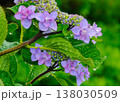 雨上がりの水滴が輝く紫色のガクアジサイと瑞々しい緑の葉3 138030509