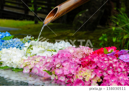 寺社の境内に飾られた色鮮やかな紫陽花の花手水と水盤の風景2 138030511