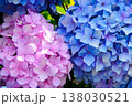 画面いっぱいに広がるピンクと青色の紫陽花の群生 背景素材 138030521