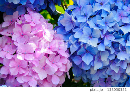 画面いっぱいに広がるピンクと青色の紫陽花の群生 背景素材 画面いっぱいに広がるピンクと青色の紫陽花の群生 背景素材 138030521