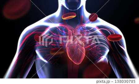 3d rendered medical animation of a man's heartbeat. Heart beat line and pulse. 3D animation displays the heart. Visually representing health, anatomy, and cardiovascular function. 3d rendered medical animation of a man's heartbeat. Heart beat line and pulse. 3D animation displays the heart. Visually representing health, anatomy, and cardiovascular function. 138030785