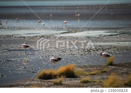 Tranquil wild flamingos wading in shallow nature lagoon in Bolivia 138030828