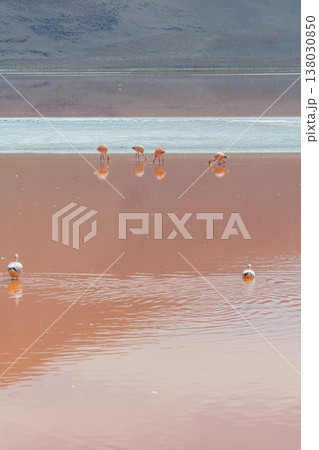 Serene flamingos wading in red water of Laguna Colorada Bolivia 138030850