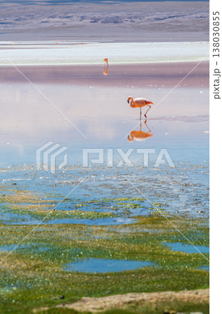 Serene flamingo reflecting in colorful water of Laguna Colorada Bolivia 138030855