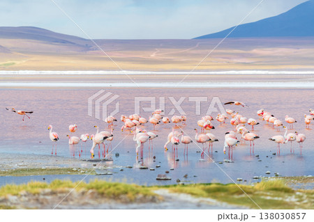 Serene flock of flamingos wading in colorful Laguna Colorada Bolivia Serene flock of flamingos wading in colorful Laguna Colorada Bolivia 138030857