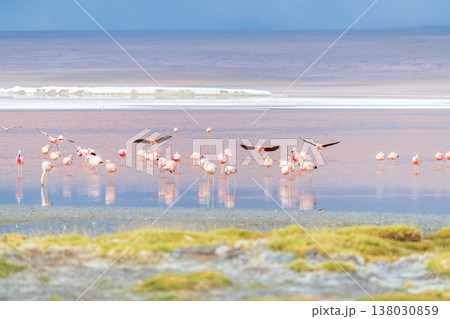 Majestic pink flamingo flying in Laguna Colorada colorful lake in Bolivia 138030859