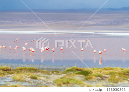 Peaceful pink flamingo flock in shallow water of Laguna Colorada Bolivia Peaceful pink flamingo flock in shallow water of Laguna Colorada Bolivia 138030861