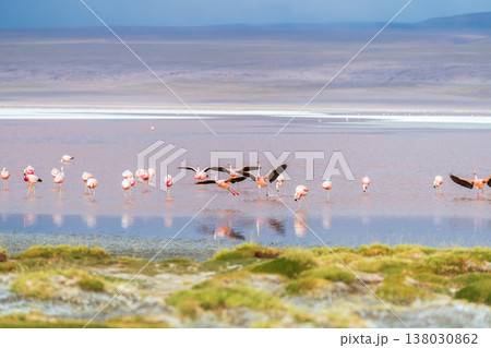 Serene view of flamingos flying over Laguna Colorada in Bolivia 138030862