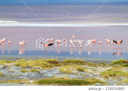 Serene flock of flamingos in red water of Laguna Colorada Bolivia Serene flock of flamingos in red water of Laguna Colorada Bolivia 138030865