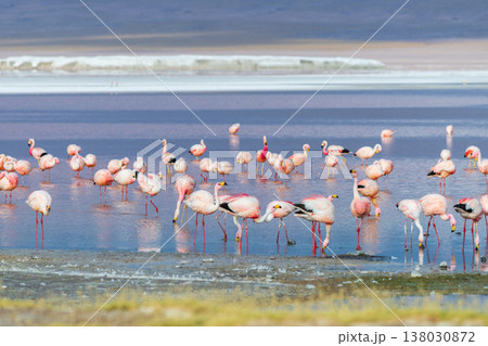 Serene flock of flamingos wading in shallow water of Laguna Colorada Bolivia 138030872