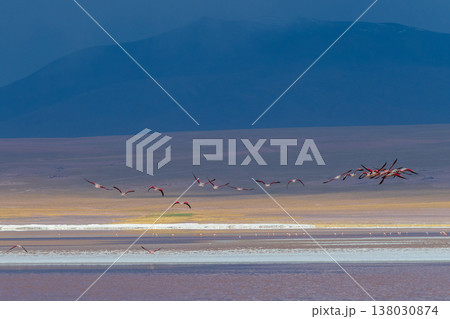Serene flock of flamingos flying over red Laguna Colorada in Bolivia Serene flock of flamingos flying over red Laguna Colorada in Bolivia 138030874