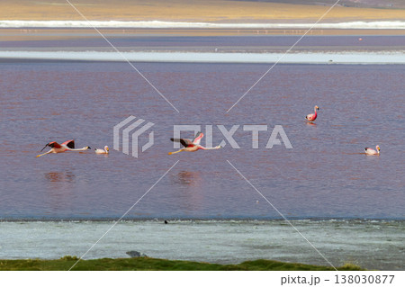 Serene view of flamingos flying over red Laguna Colorada in Bolivia 138030877