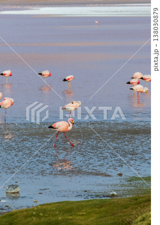 Peaceful flamingos in water of Laguna Colorada Bolivia wildlife nature scene Peaceful flamingos in water of Laguna Colorada Bolivia wildlife nature scene 138030879