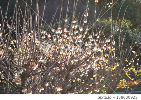 朝陽に光る白いロウバイの花 138030925