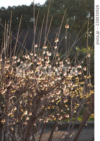 朝陽に光る白いロウバイの花 138030926
