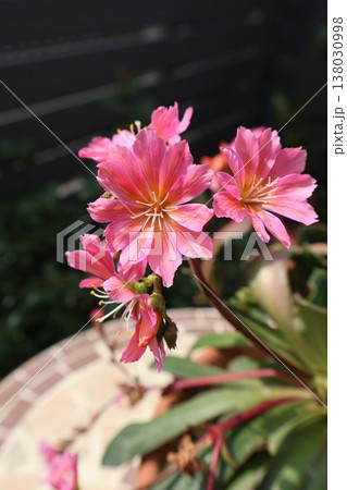 ピンク色のレウイシアの花 138030998