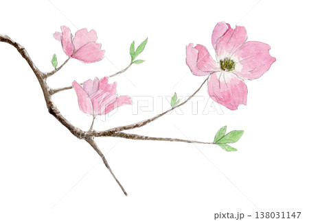 ハナミズキの水彩画(手描き) ハナミズキの水彩画(手描き) 138031147