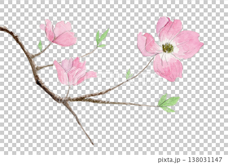 ハナミズキの水彩画(手描き) ハナミズキの水彩画(手描き) 138031147