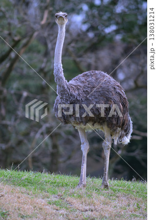 首を伸ばして遠くを見るダチョウ 138031214