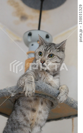 おもちゃで遊ぶ可愛い猫 サバトラ猫 おもちゃで遊ぶ可愛い猫 サバトラ猫 138031329